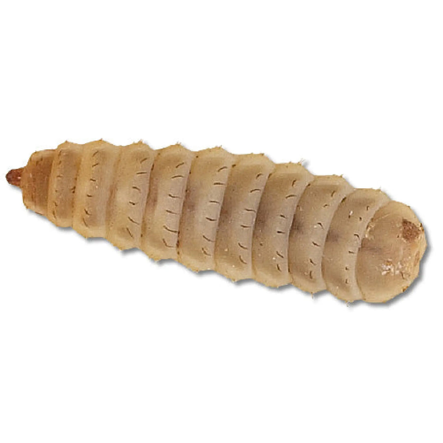 Buy Small Calciworms 4-8mm (A385) Online at £3.19 from Reptile Centre