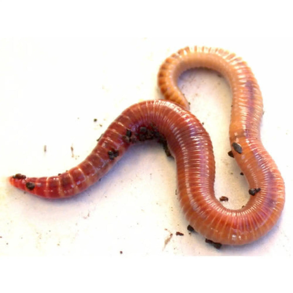 Buy Small Worms 50-100mm (A357) Online at £2.19 from Reptile Centre