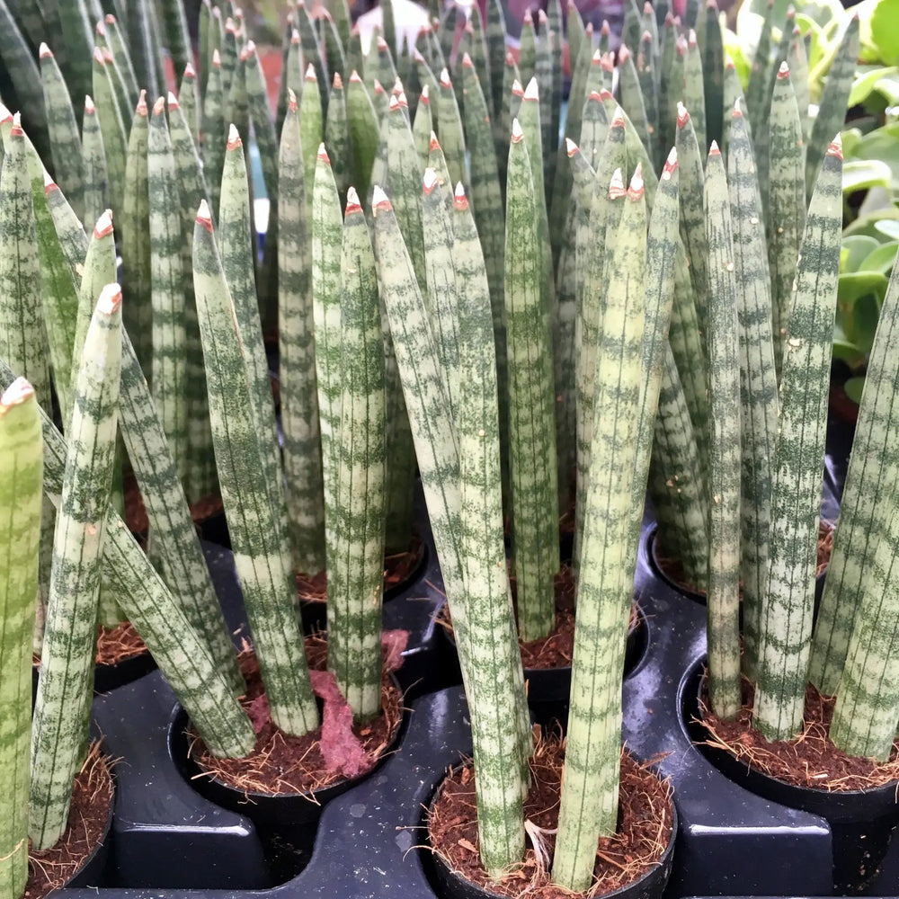 Buy Snake Plant (Sansevieria mikado) (PPL033S) Online at £6.64 from Reptile Centre