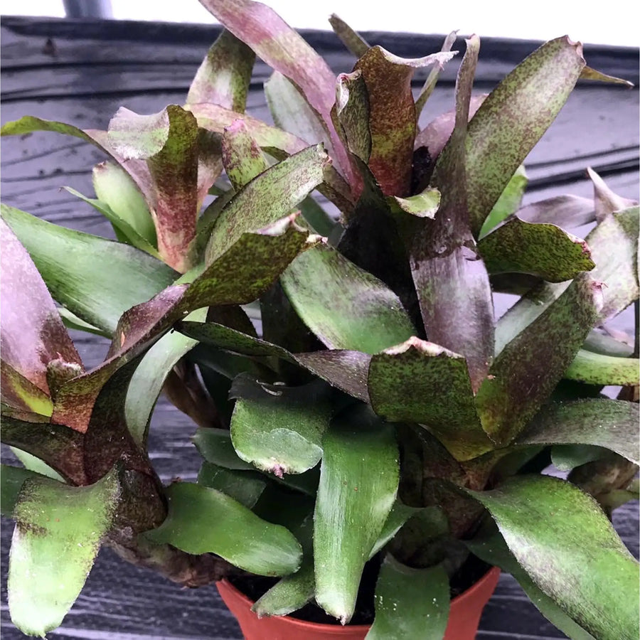 Buy Striped Fireball Bromeliad (Nidularium sp.) (PPL437) Online at £18.04 from Reptile Centre