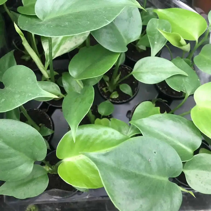 Buy Swiss Cheese Plant (Monstera delicoisa) (PPL462S) Online at £7.59 from Reptile Centre