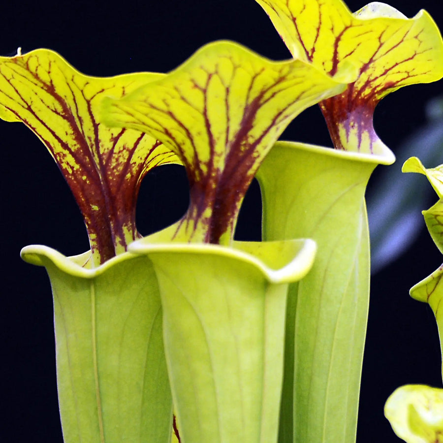 Buy Trumpet Pitcher Plant (Sarracenia sp.) (PPL412) Online at £6.64 from Reptile Centre