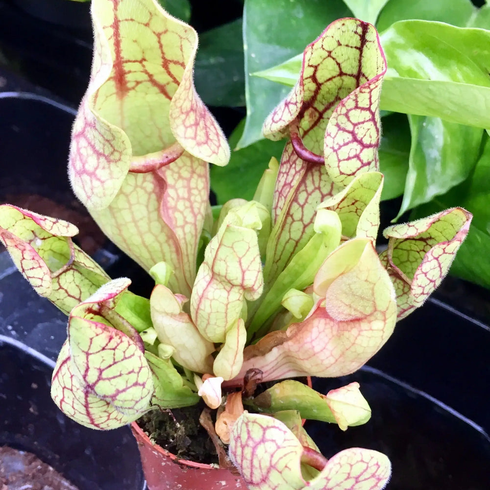Buy Trumpet Pitcher Plant (Sarracenia sp.) (PPL412S) Online at £6.64 from Reptile Centre