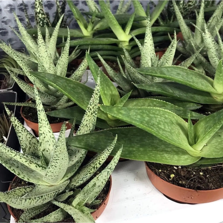 Buy Variegated Aloe (Aloe sp.) (PPL013) Online at £6.64 from Reptile Centre
