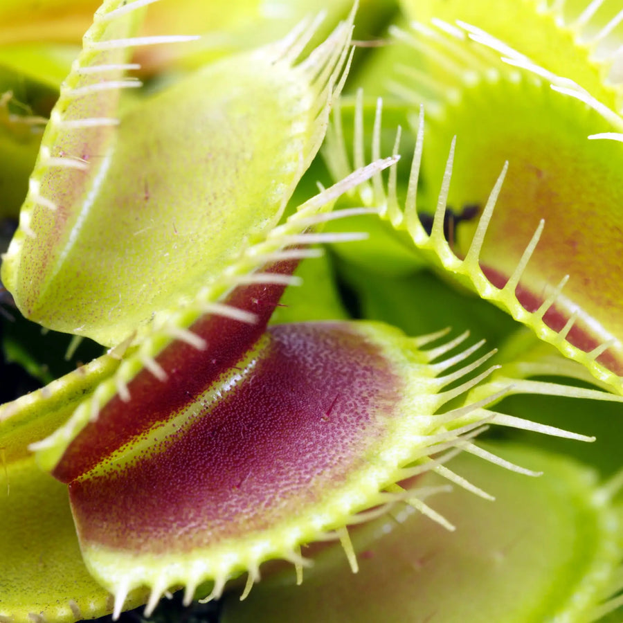 Buy Venus Fly Trap (Dionaea muscipula) (PPL400) Online at £6.64 from Reptile Centre