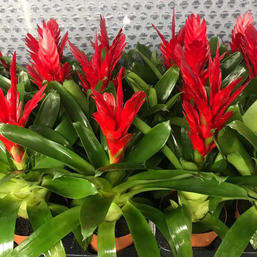 Vriesea fenestralis | Reptile Centre – Northampton Reptile Centre
