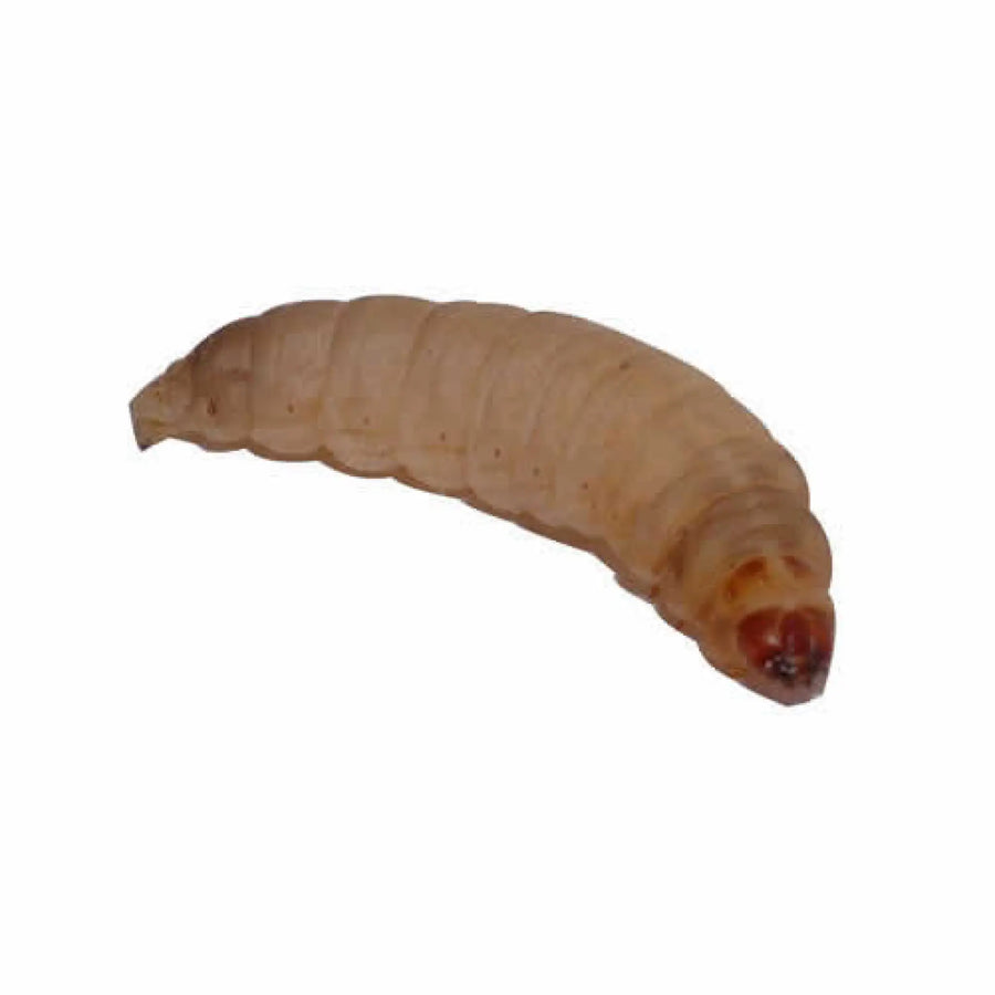 Buy Waxworms (A320LT) Online at £2.59 from Reptile Centre