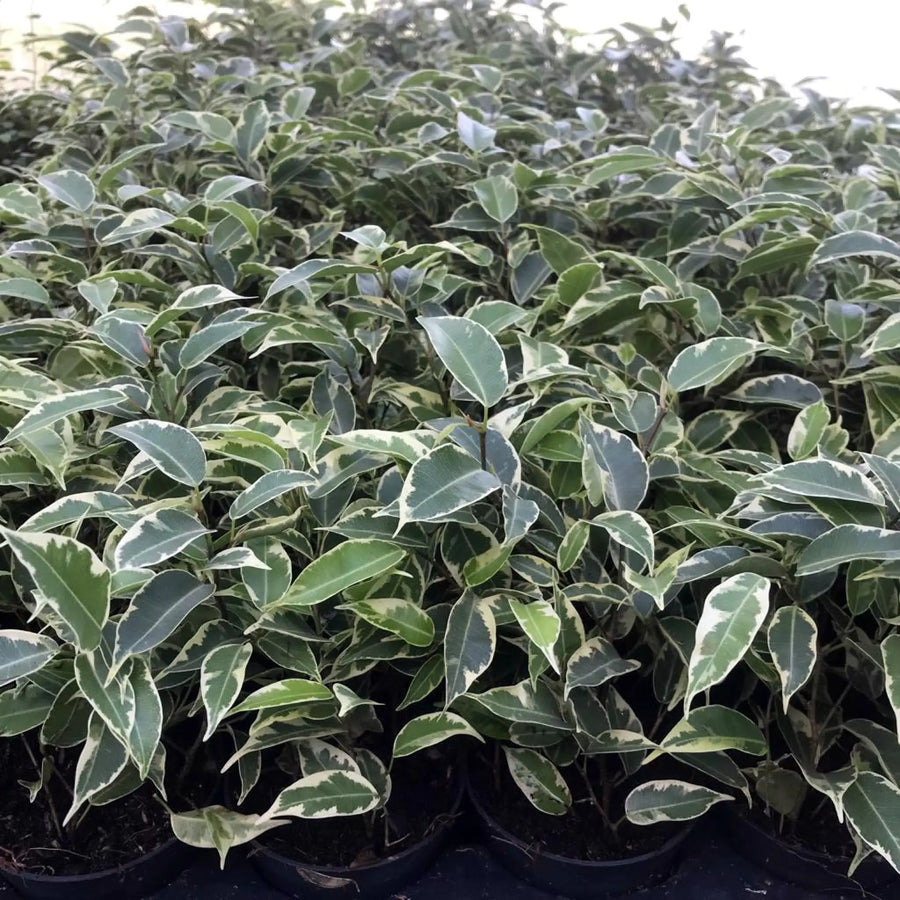 Buy Weeping Fig 'Variegated' (Ficus benjamina) (PPL229) Online at £5.69 from Reptile Centre
