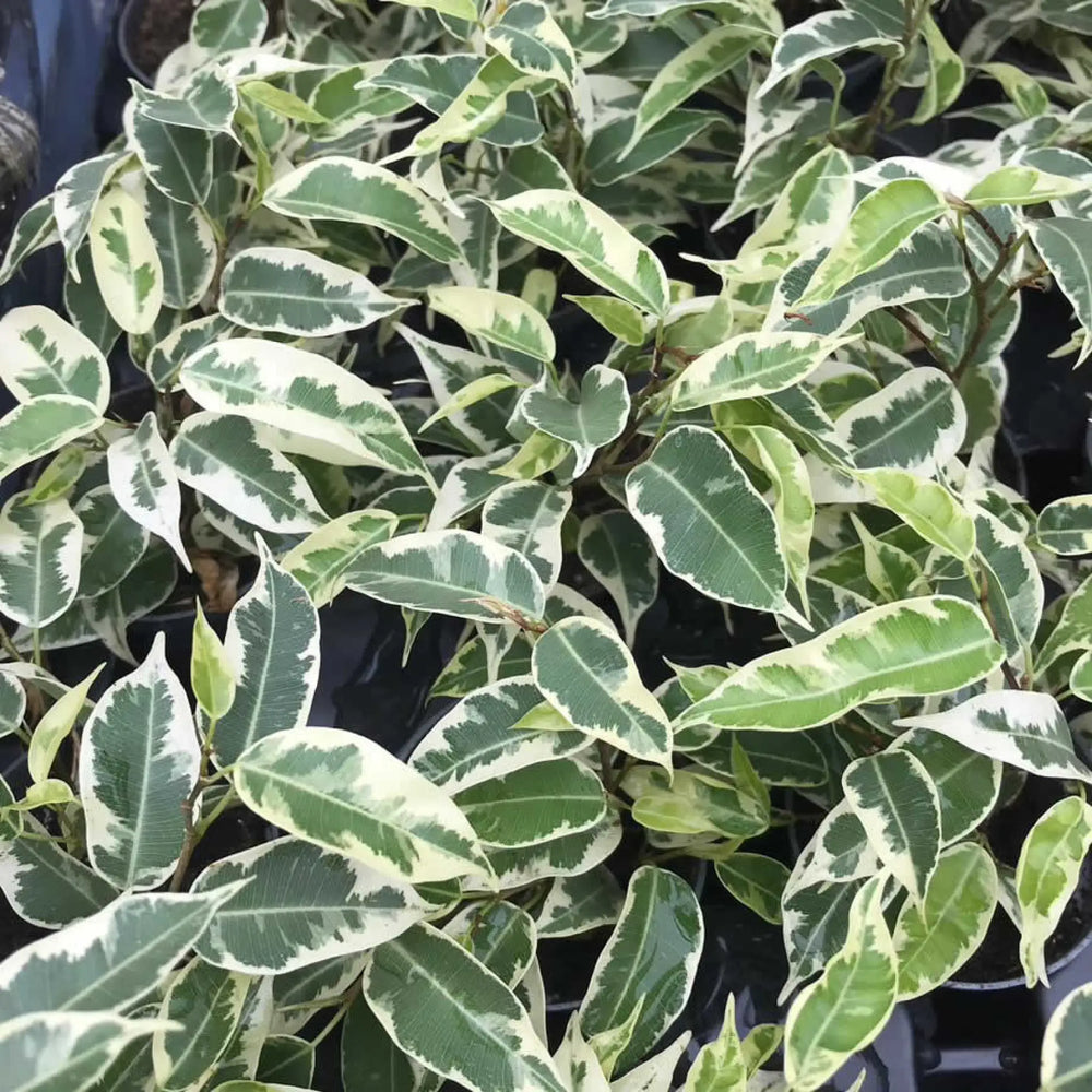 Buy Weeping Fig 'Variegated' (Ficus benjamina) (PPL229S) Online at £4.74 from Reptile Centre