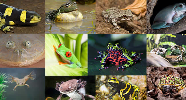 Image of various amphibian pets including frogs and salamanders, representing Amphibian Pets: 12 Awesome Species to Add to Your Collection.