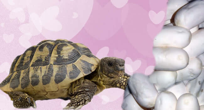 Tortoise Incubator Guide: Perfectly Incubate Your Tortoise Eggs in 4 Steps with a tortoise and eggs.