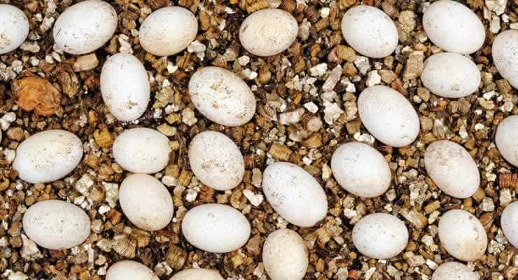 How to Prepare for Reptile Eggs: a collection of reptile eggs laid in substrate.