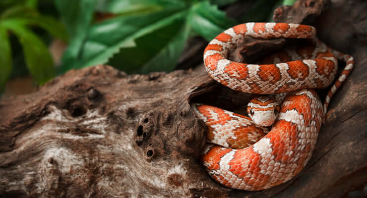 5 Popular Corn Snake Morphs coiled on a wooden branch in a green habitat.