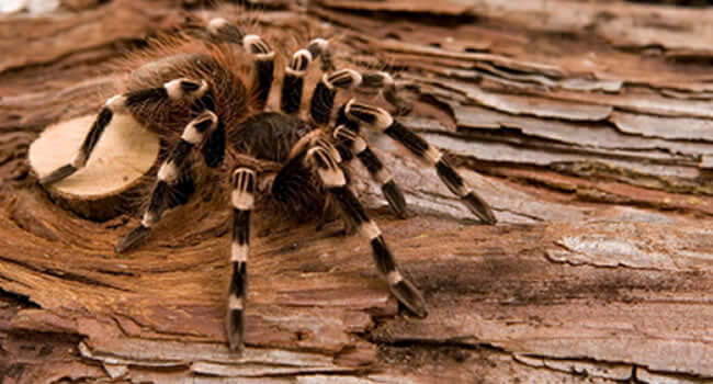 A Brazilian Whiteknee Tarantula on a wooden surface, showcasing the species' distinctive white leg bands.