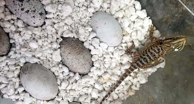 Bearded Dragon Egg Incubator Guide: 6 Easy Steps to Incubate Bearded Dragon Eggs with eggs and hatchling in incubator.