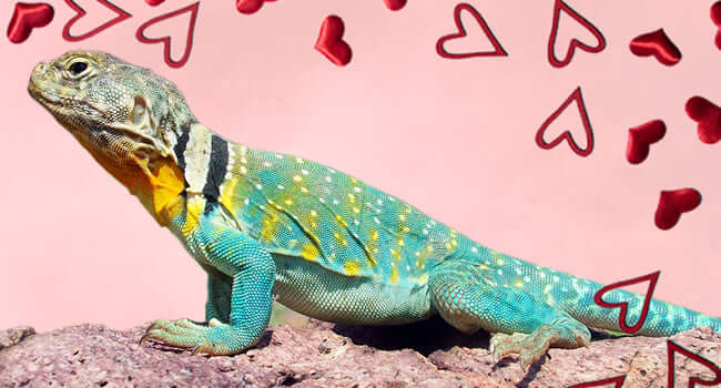Collared Lizard Care and Information - vibrant collared lizard on rock surrounded by hearts.