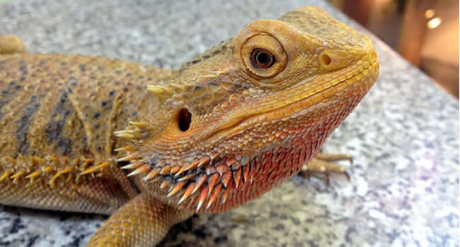 A close-up image of a bearded dragon, showcasing its unique features and vibrant colors, highlighting why they make great pets.