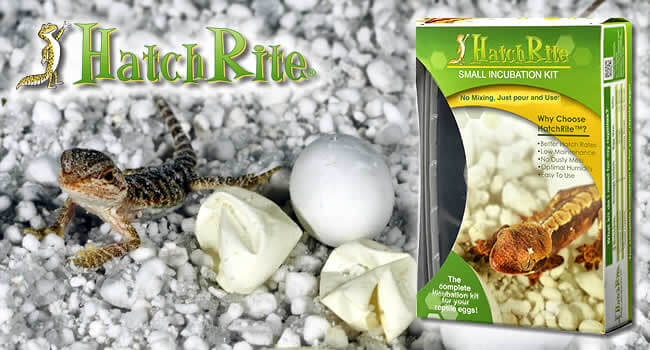 How to Incubate Reptile Eggs Using HatchRite with eggs and incubation kit next to a lizard.