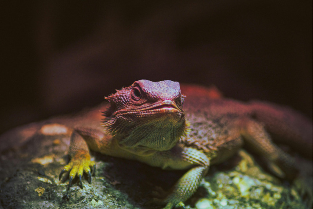 What Do Bearded Dragons Eat