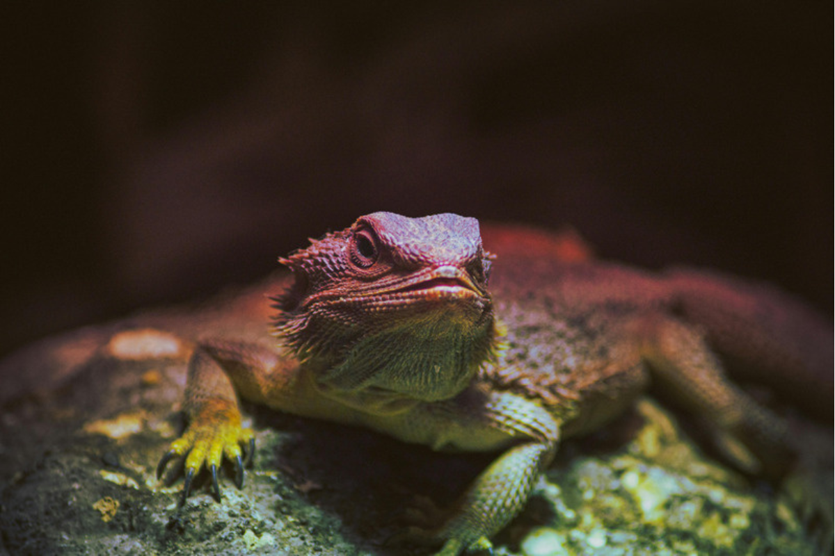 What Do Bearded Dragons Eat