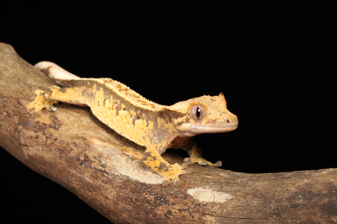 How Long Do Crested Geckos Live
