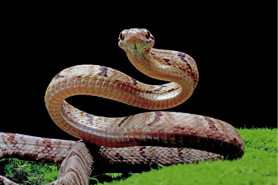 Types of Snakes
