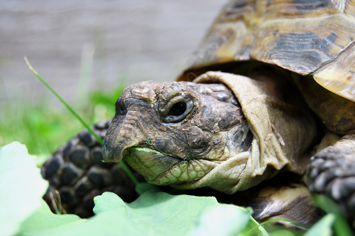 Turtle vs Tortoise