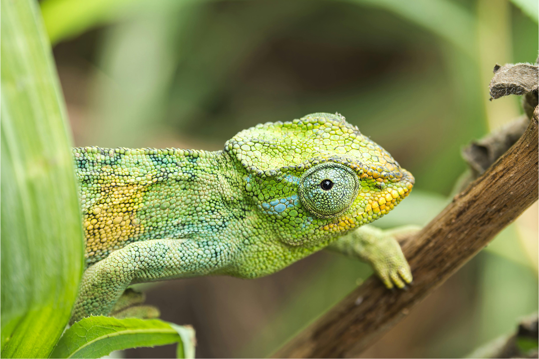 How Long Do Chameleons Live