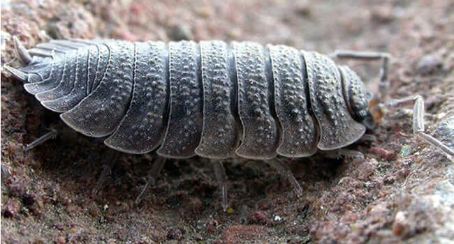 The Top 5 Bioactive Clean Up Crew: close-up of a pill bug, a key component in bioactive setups.
