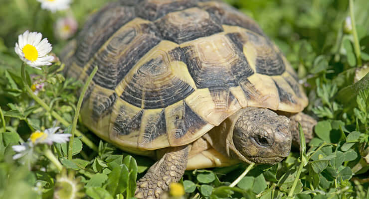Tortoise Table or Vivarium: Which Is Best for Your Pet? Tortoise resting on grass among flowers.