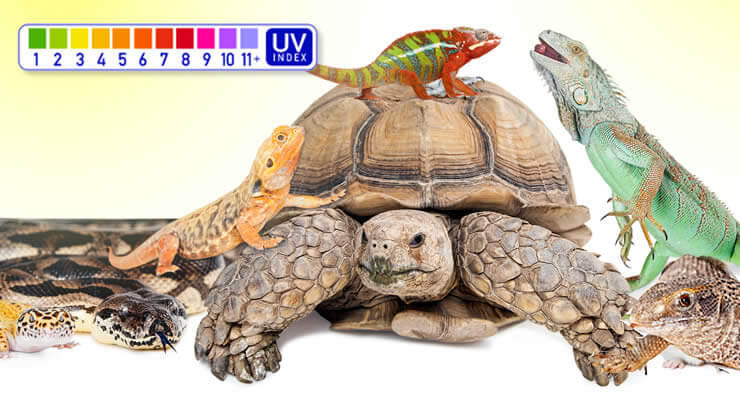 Which Ferguson Zone is My Reptile In? Your Complete Guide with reptiles and UV index chart.