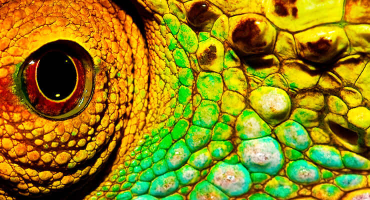 Close-up of a colorful lizard's eye and scales for the article Best 5 Pet Lizards for Beginners: Our Top Picks.