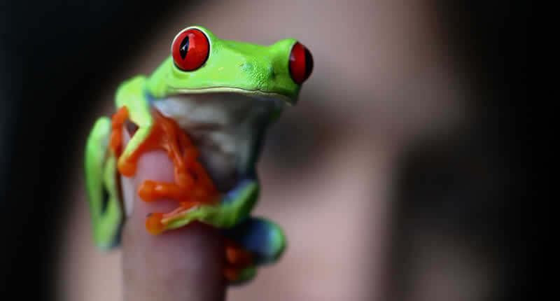10 Best Pet Frogs for Beginners - Close-up of a vibrant green frog with red eyes perched on a finger.