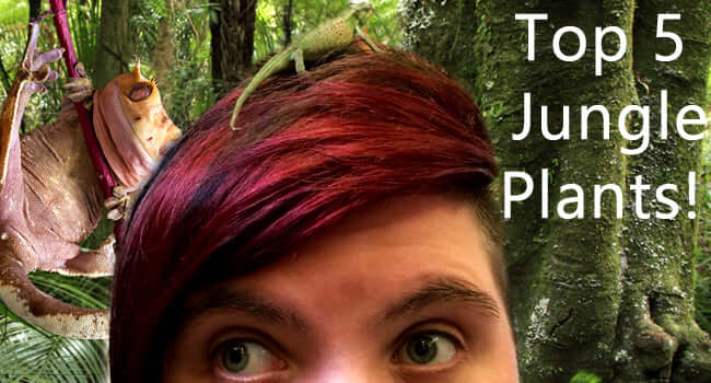 Top 5 Live Plants for Tropical Bio-Active Enclosures featuring jungle scenery and a lizard on a person's head.