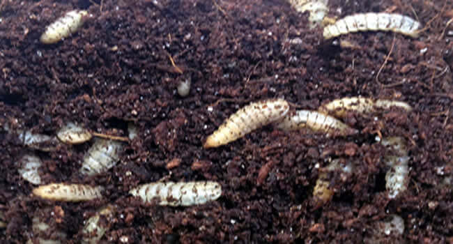 Calci-Worms in substrate, nutritious larvae for reptiles. Have your reptiles tried Calci-Worms yet?