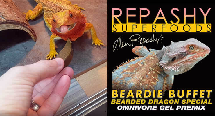 Repashy Beardie Buffet Review image showcasing bearded dragon and product packaging.