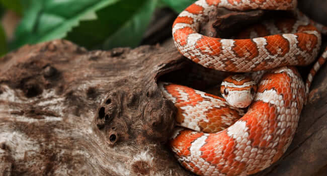 Different Name; Same Great Snake: A General Overview of Corn Snakes curled around a log in a natural habitat.