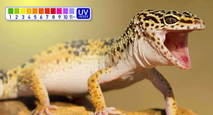 Leopard Gecko with an open mouth, showing its habitat's UV index, illustrating which Ferguson Zone are Leopard Geckos?