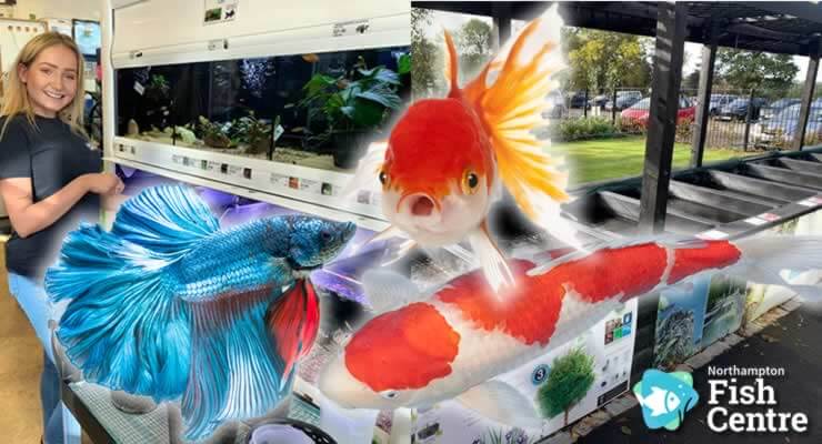 Have You Been to Northampton Reptile & FISH Centre? showcasing vibrant fish and aquatics at the store.