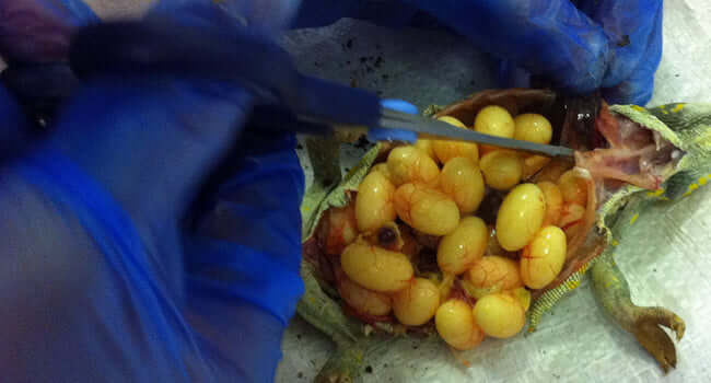 Babies Hatch After Egg Bound Chameleon Mother Dies surgery to remove eggs from chameleon