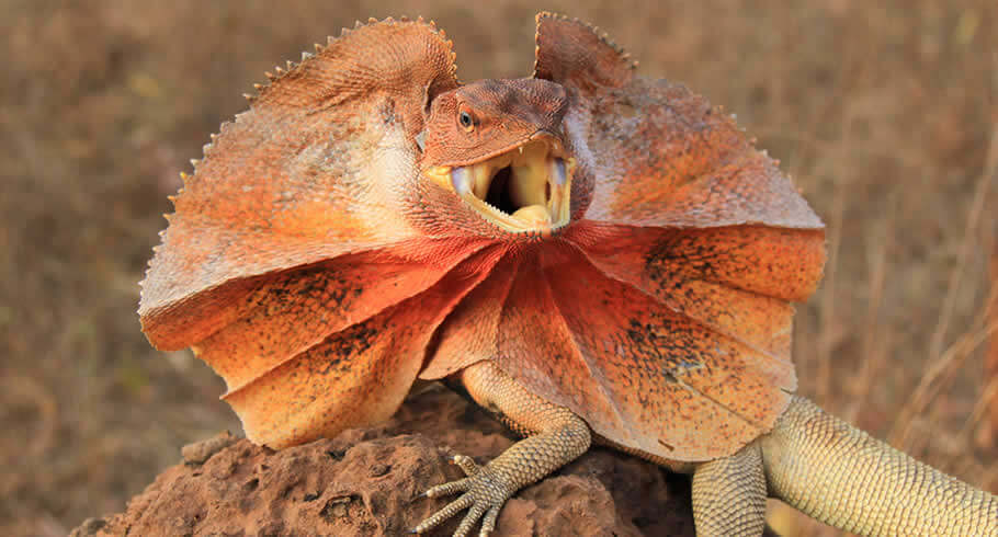 Frilled Dragons: The King Lizard displaying its frill in the wild.