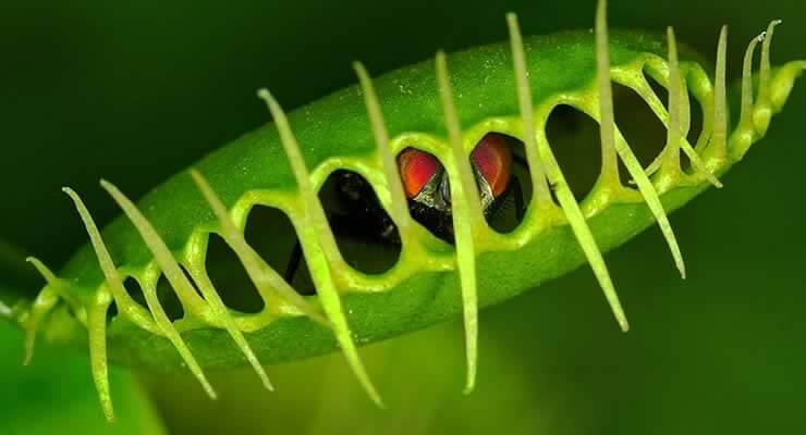 A Brief Introduction to Commonly Kept Carnivorous Plants - close-up of a Venus flytrap capturing prey.