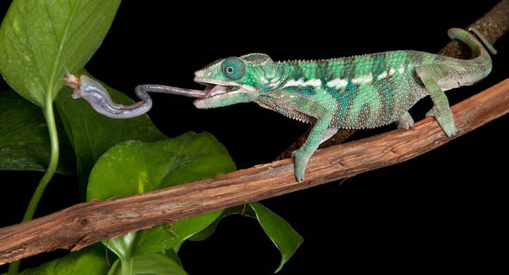 Chameleons Food: Top 5 Live Foods for Your Pet - chameleon catching prey with its tongue.