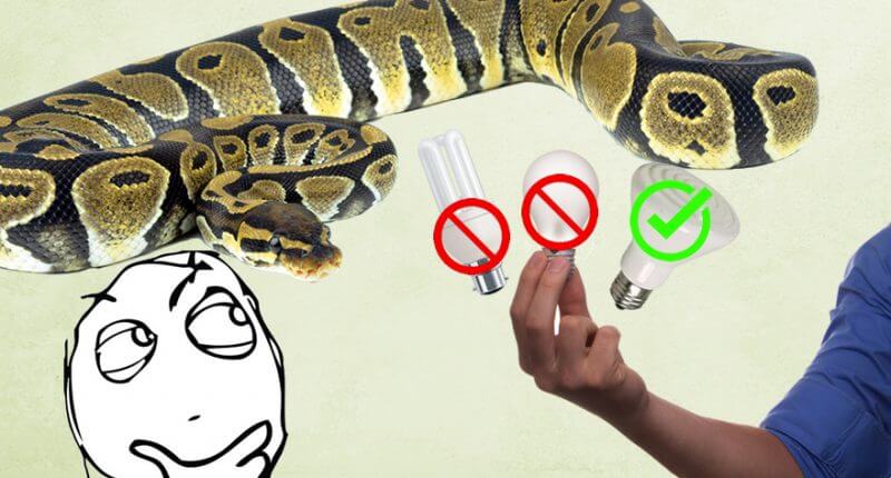 royal python: beginners and experts owner's guide to... How to Set Up a Royal Python Enclosure - Expert Guide