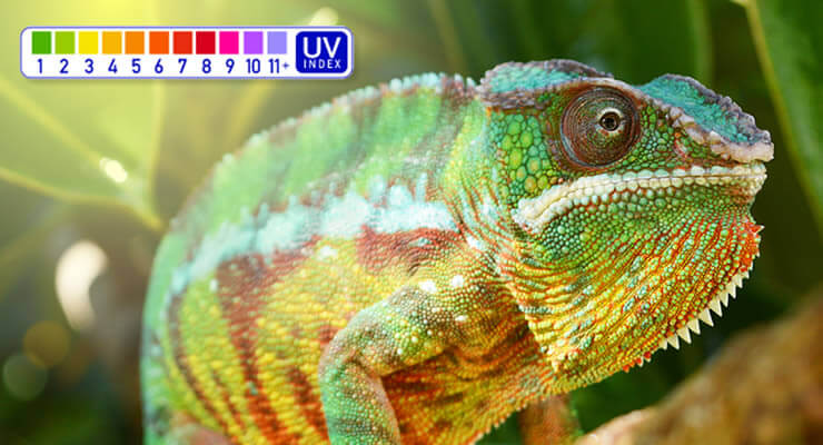 Which Ferguson Zone are Panther Chameleons? Colorful Panther Chameleon with UV Index scale in background.