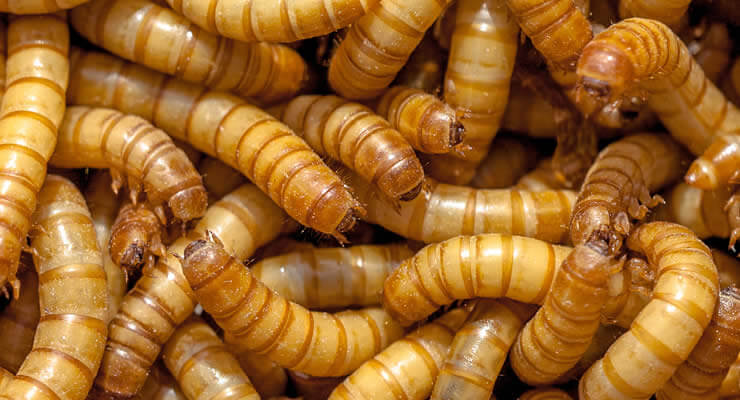 Close-up of mealworms, showcasing their distinct shape and coloration, relevant for discussions on food sources.