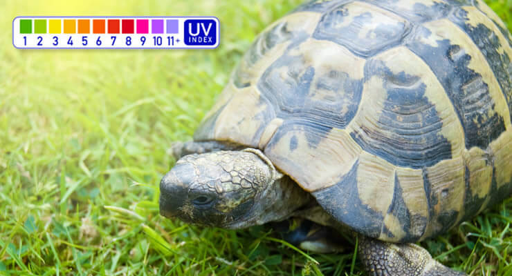 Mediterranean tortoise basking in sun exposure with UV index chart, demonstrating which Ferguson Zone are Mediterranean Tortoises?