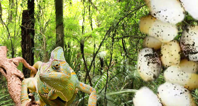 How to Incubate Yemen Chameleon Eggs: 4 Steps for Optimal Incubation featuring a Yemen chameleon and its eggs.