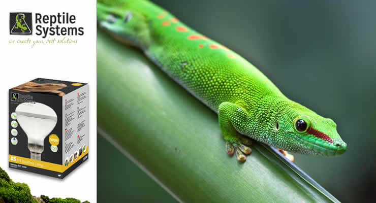 How to Use Mercury Vapour Lamps for Reptiles with a vibrant green gecko and Reptile Systems lamp packaging.