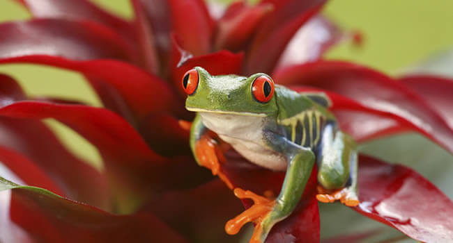 5 Tropical Terrarium Plants for Jungle Bioactive Setups featuring a vibrant red-eyed tree frog on a tropical plant.